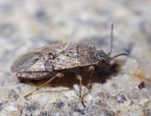 Emblethis denticollis